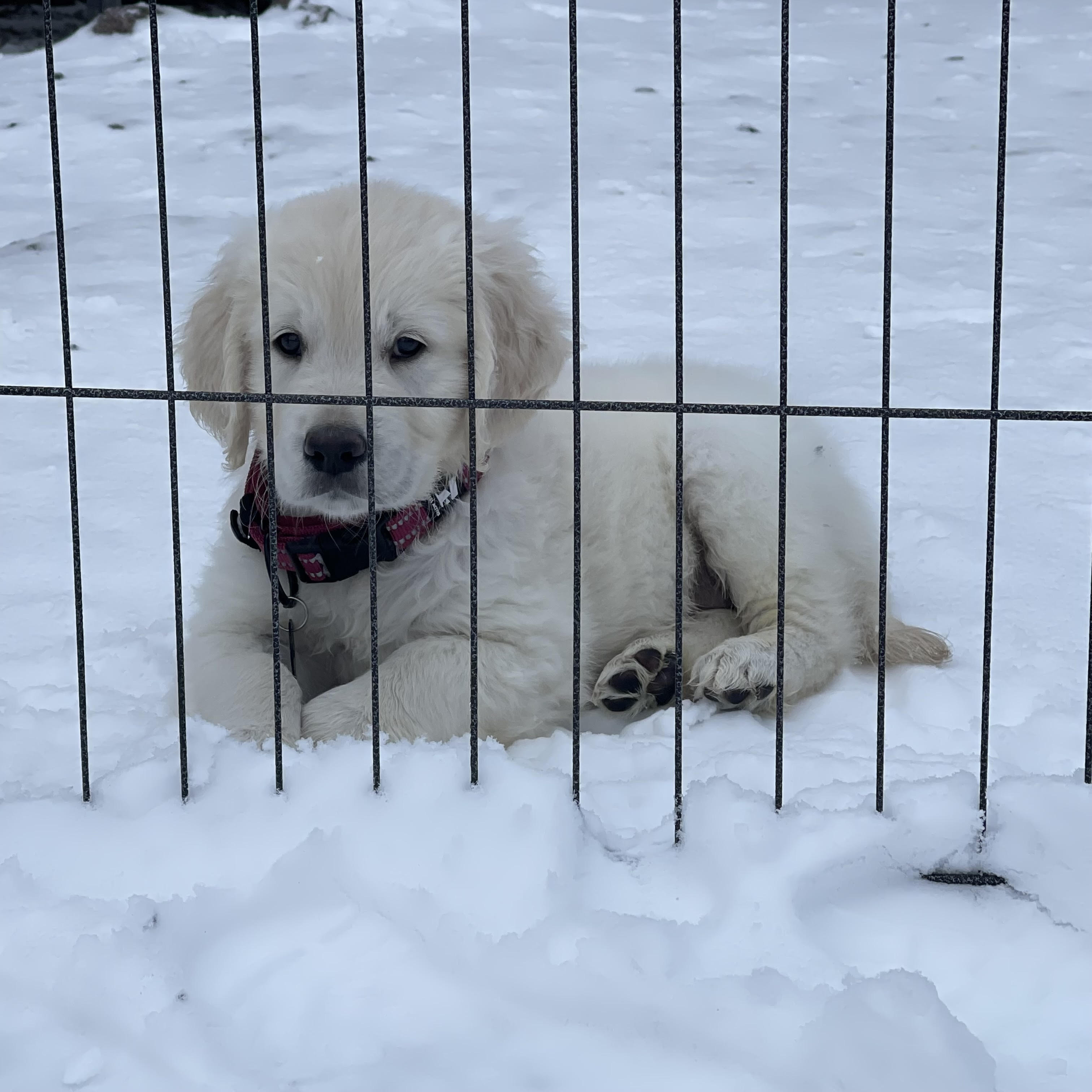 Zeke