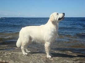 Rozzo