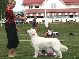 Rozzo BIS i valpklass II 
SSRK Örnsköldsvik 2008-06-08