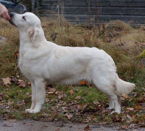 Dee 8½ månad