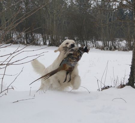 
Jojo in action