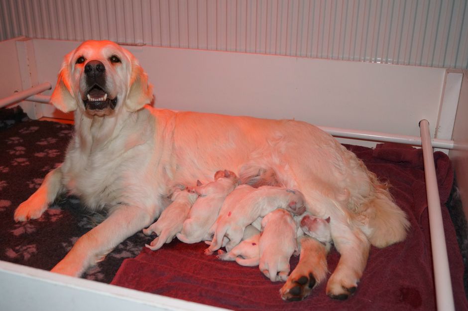 




















1 dygn gamla bebisar med en mycket, mycket piggare Daizie