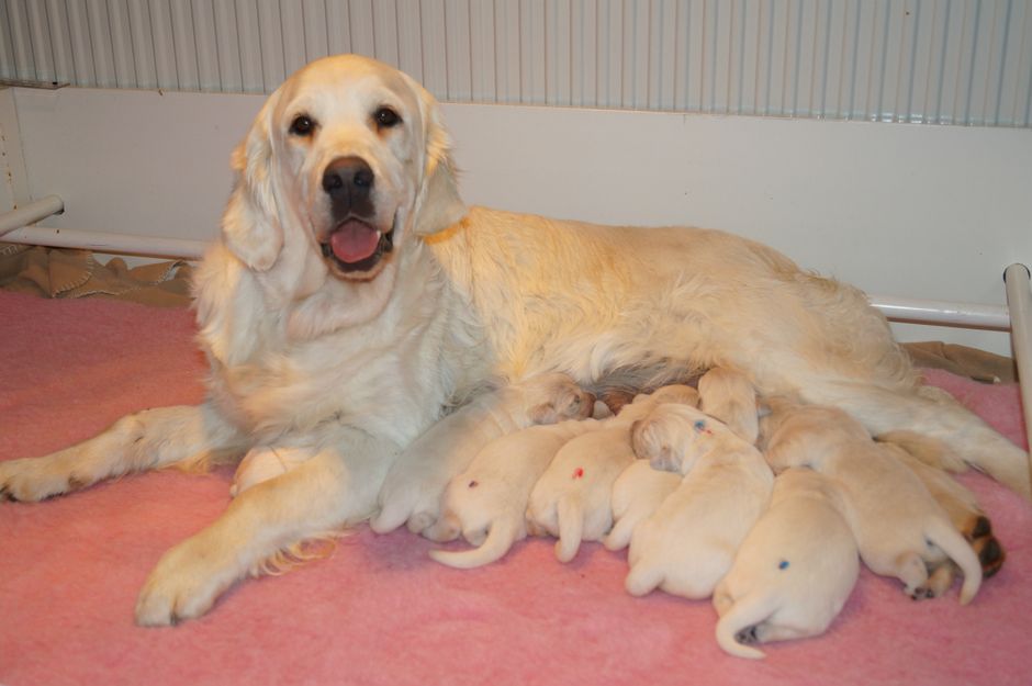 















Stolt mamma Daizie och alla små har för första gången fått sina små klor klippta.........