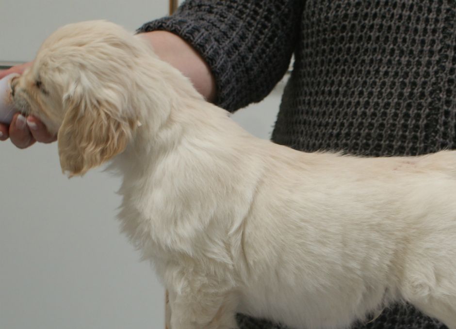 Zac 6½ v