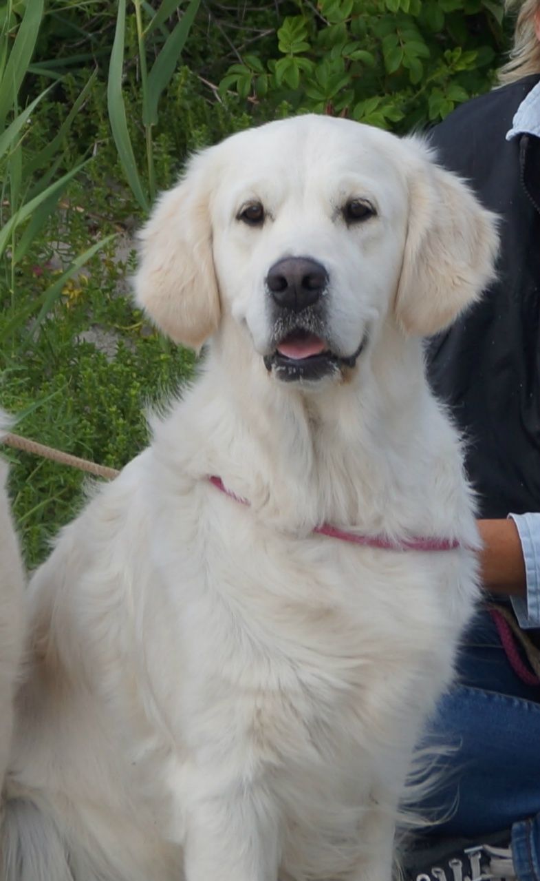 Daizie