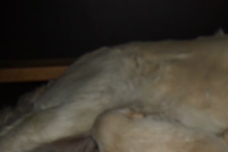 Mys i lådan med mamma Dee
