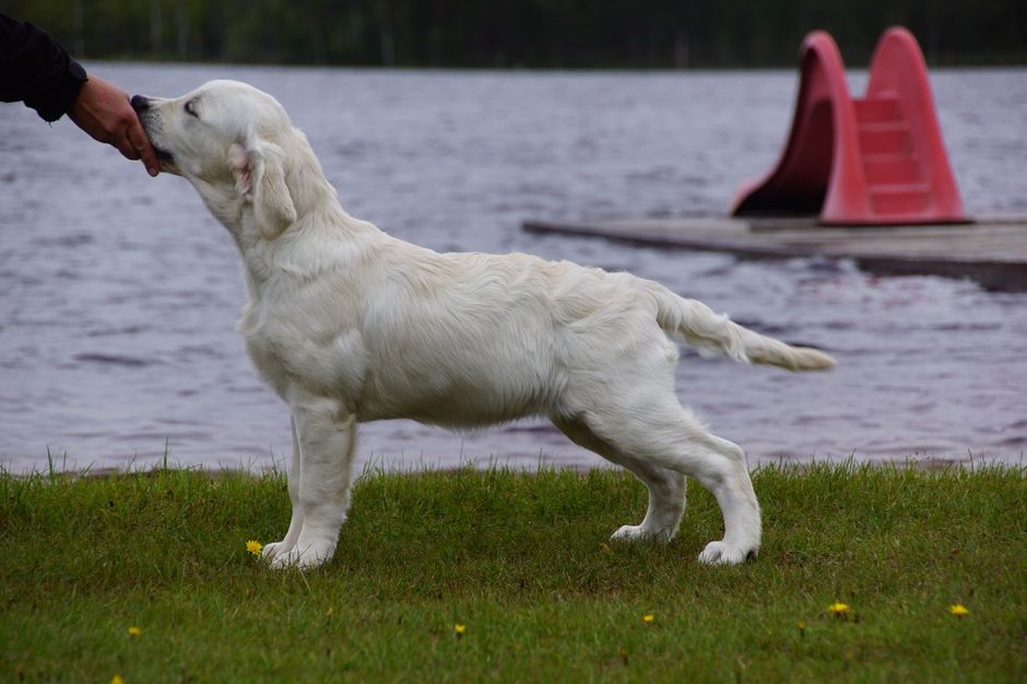 Lucky 4 månader på sin första husvagsresa