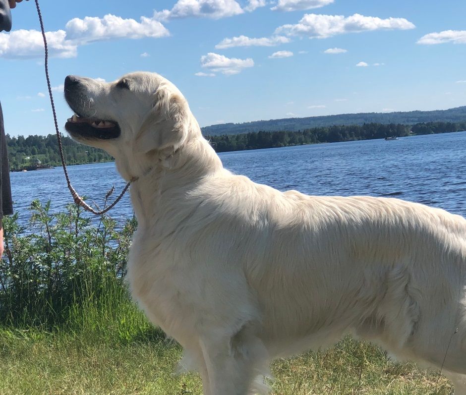Ludde Leksand Juni 2019, 17 månader