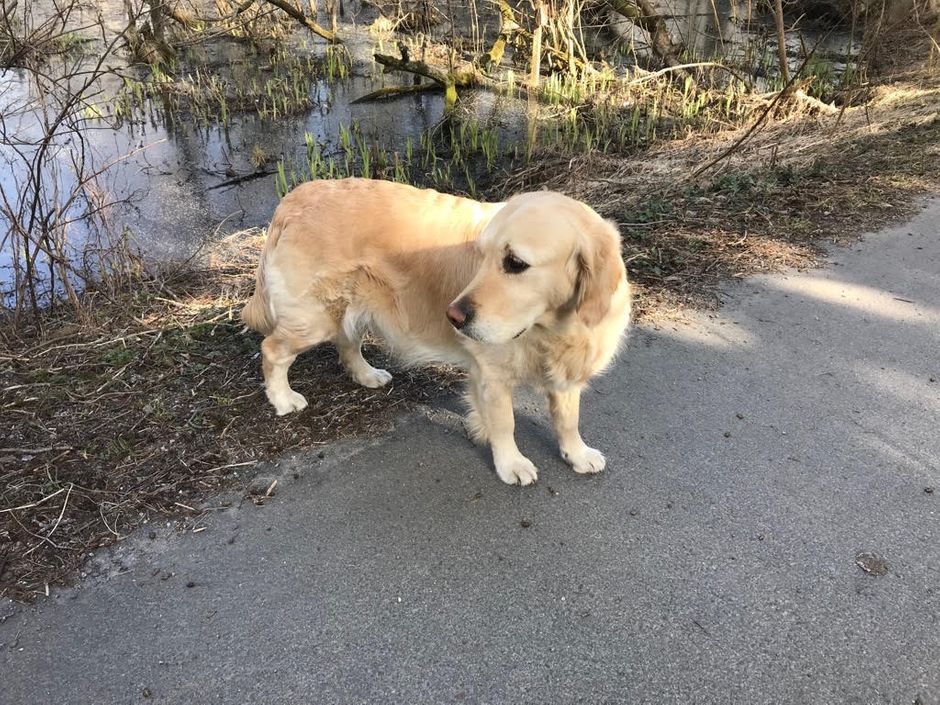 Safi ute på promenad med husse