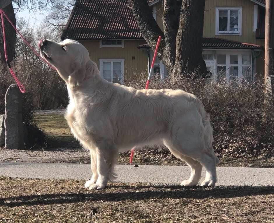 Kiwi 12 mån